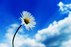 Beautiful Sky White Flower384644503 300x200 - Beautiful Sky White Flower - white, Rose, flower, Beautiful